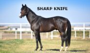 SHARP KNIFE ( USA )